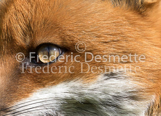 Red fox 691 (Vulpes vulpes)