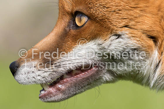 Red fox 678 (Vulpes vulpes)