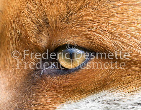 Red fox 674 (Vulpes vulpes)