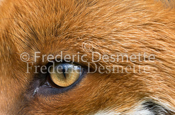 Red fox 712 (Vulpes vulpes)