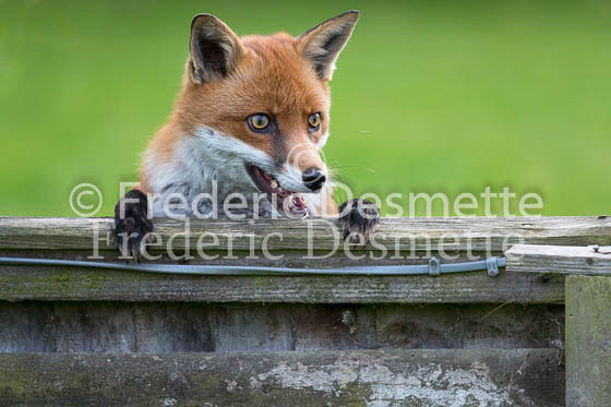 Red fox 680 (Vulpes vulpes)