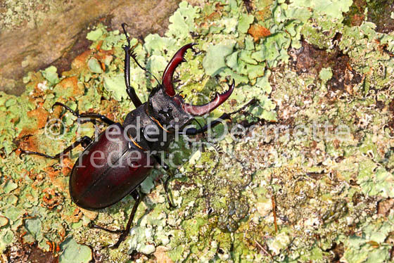 Stag Beetles 3 (Lucanus cervus )