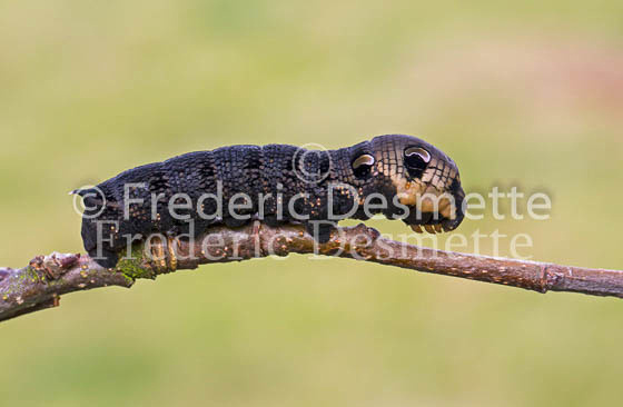 Elephant hawk-moth 10 (Deilephila elpenor)Caterpillar