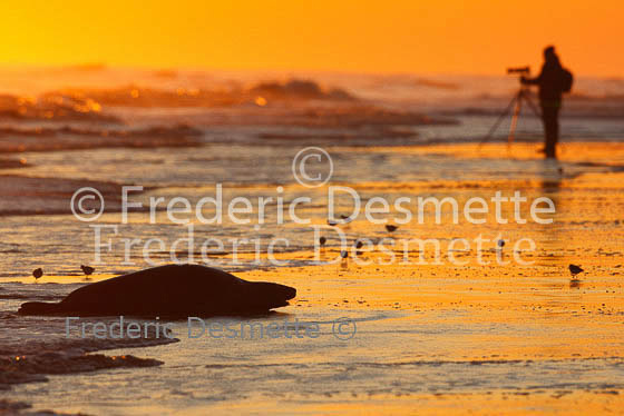 Photographer sanderling and grey seal at sunrise 1