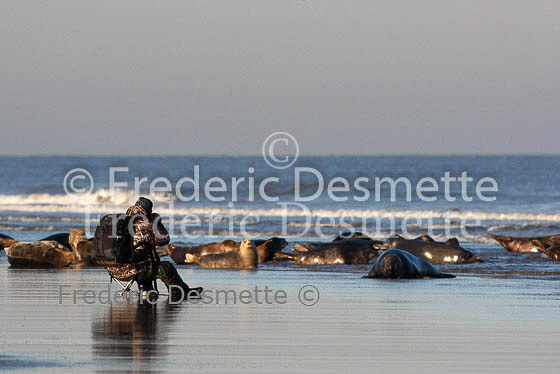 Photographer and seals 1