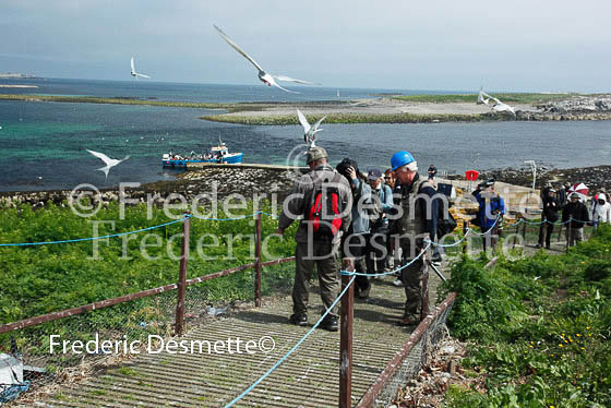 tourist 1 been attact by arctic tern
