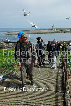 tourist been attact by arctic tern