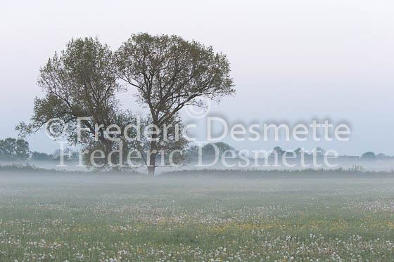 Meadow in the mist at sunrise 12