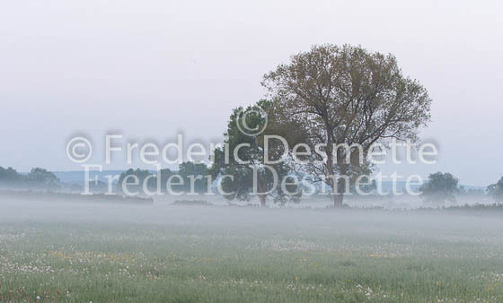 Meadow in the mist at sunrise 13
