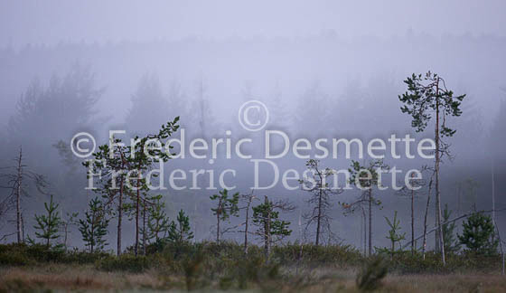 Boreal forest 2_