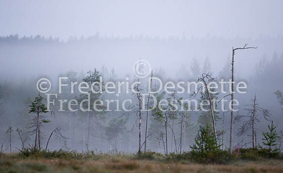 Boreal forest 3_