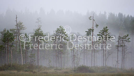 Boreal forest 4_