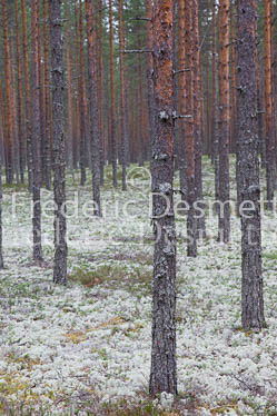 Pine forest Finland