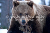 Brown bear 9 (Ursus arctor)