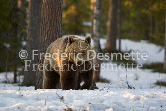 Brown bear 17 (Ursus arctor)