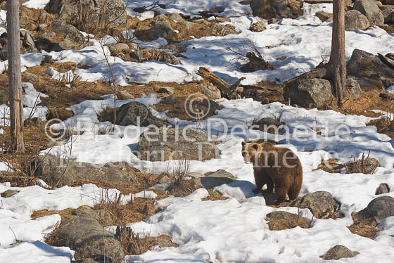 Brown bear 10 (Ursus arctor)