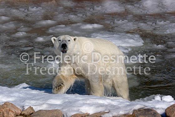 Polar bear 1 (Ursus maritimus)