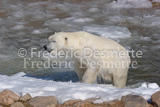 Polar bear 2 (Ursus maritimus)