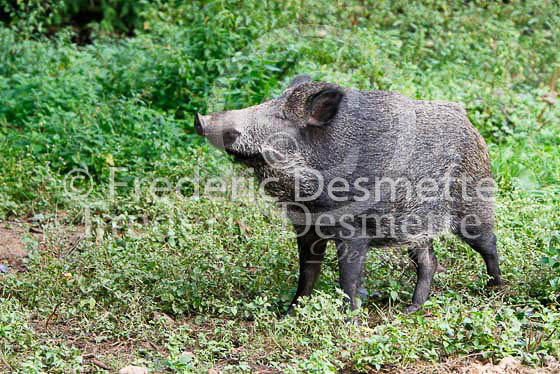 Wild boar 2 (Sus scofa)
