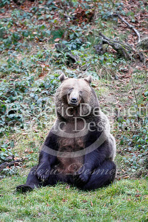 Brown bear 23 (Ursus actor)