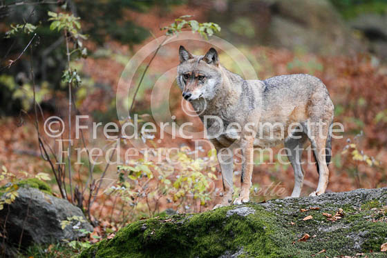 wolf 10 (Canis lupus)