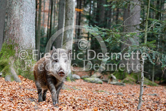 Wild boar 21 (Sus scrofa)