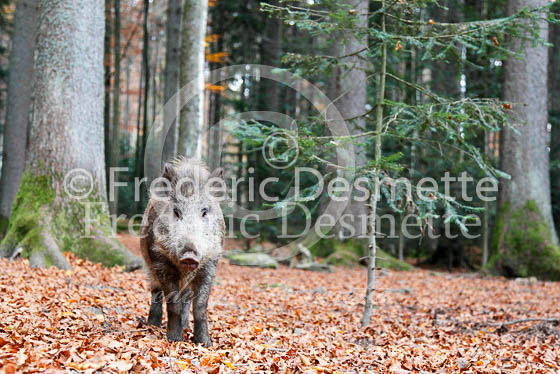 Wild boar 22 (Sus scrofa)
