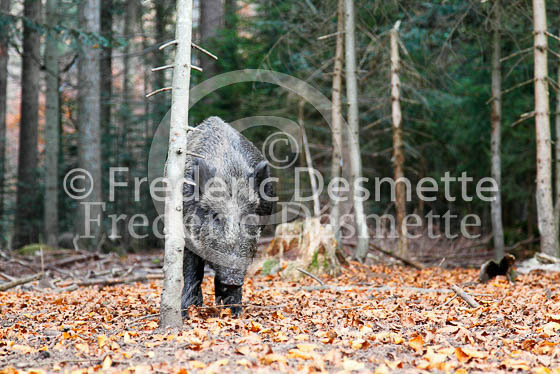 Wild boar 23 (Sus scrofa)