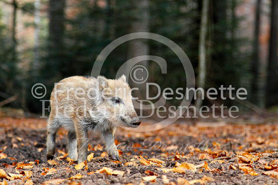 Wild boar 61 (Sus scrofa)