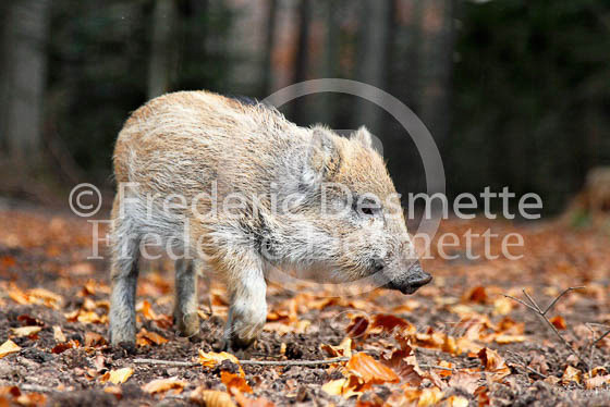 Wild boar 66 (Sus scrofa)