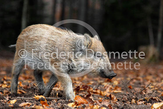 Wild boar 62 (Sus scrofa)