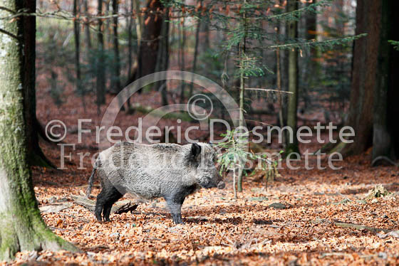 Wild boar 31 (Sus scrofa)