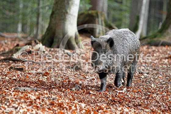 Wild boar 30 (Sus scrofa)