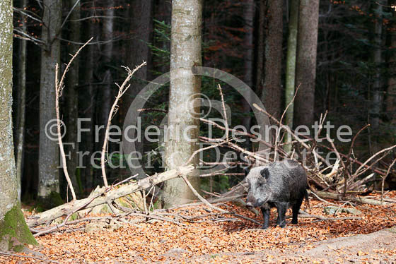 Wild boar 29 (Sus scrofa)