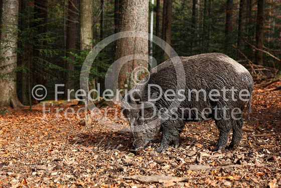 Wild boar 56 (Sus scrofa)