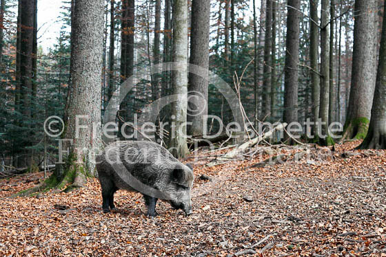 Wild boar 9 (Sus scrofa)