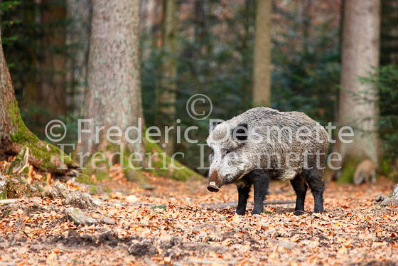 Wild boar 36 (Sus scrofa)