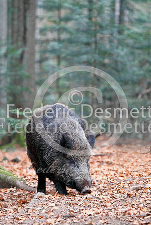 Wild boar 57 (Sus scrofa)