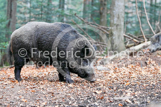 Wild boar 60 (Sus scrofa)