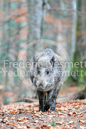 Wild boar 26 (Sus scrofa)