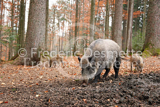 Wild boar 67 (Sus scrofa)