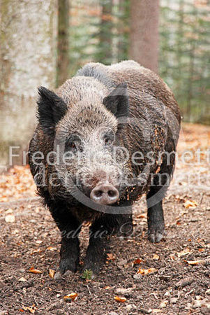 Wild boar 38 (Sus scrofa)