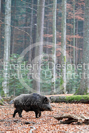 Wild boar 58 (Sus scrofa)