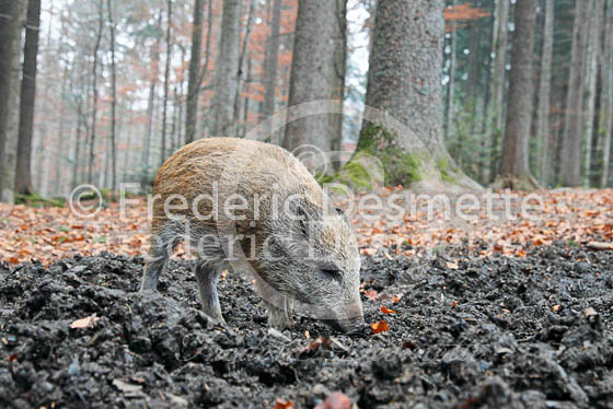 Wild boar 64 (Sus scrofa)