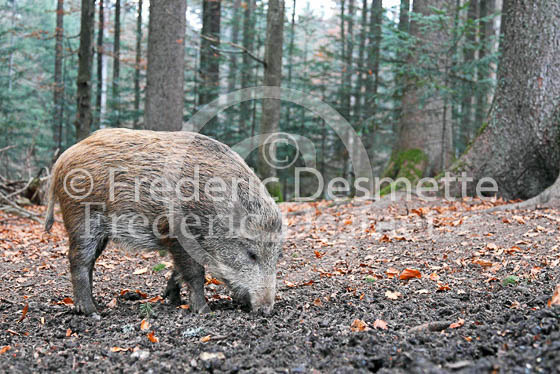 Wild boar 45 (Sus scrofa)