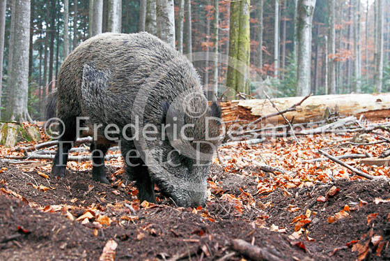Wild boar 8 (Sus scrofa)