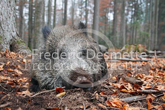 Wild boar 33 (Sus scrofa)