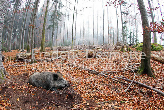 Wild boar 35 (Sus scrofa)