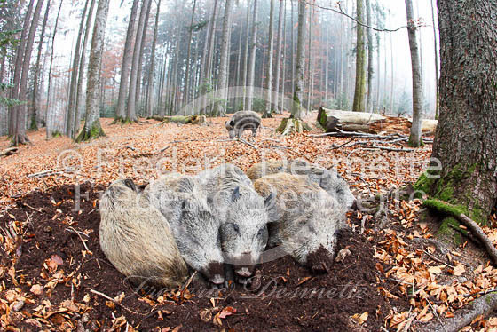 Wild boar 48 (Sus scrofa)