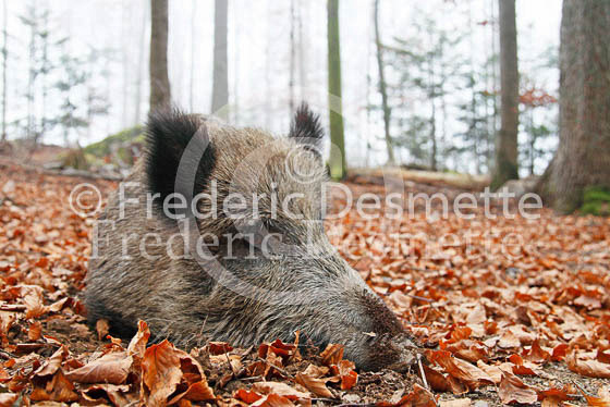Wild boar 16 (Sus scrofa)